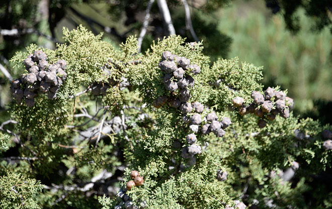 Arizona Cypress occurs in a variety of habitats including canyon riparian associations which include a few typically riparian species such as Arizona Sycamore (Platanus wrightii), Fremont Cottonwood, (Populus fremontii) and Arizona Walnut (Juglans major). Cupressus arizonica (= Hesperocyparis arizonica)